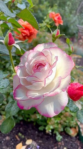 FB_IMG_1754750462769