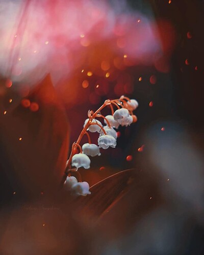 FB_IMG_1736841312568