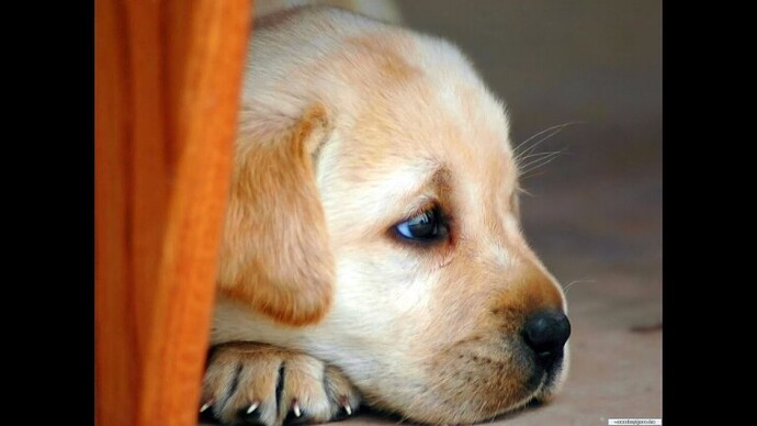 hình-cún-cute-buồn-chán-768x432