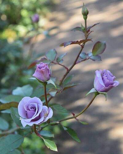 FB_IMG_1731892373525