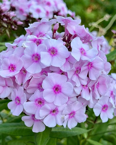 FB_IMG_1754004086566