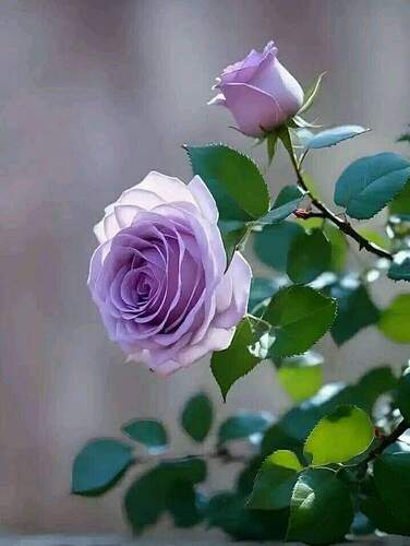 FB_IMG_1733238082171