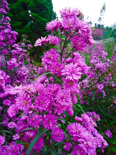 Ảnh khai trương