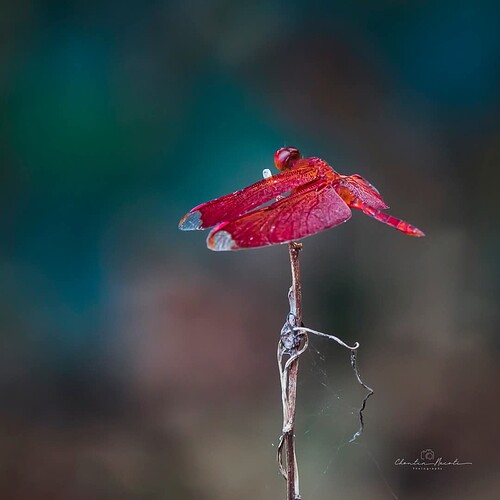 FB_IMG_1734017506645