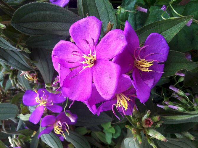 hinh-anh-cay-hoa-sim-21-16-43-49