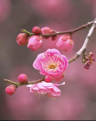 FB_IMG_1736204995354