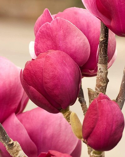 FB_IMG_1739502054333