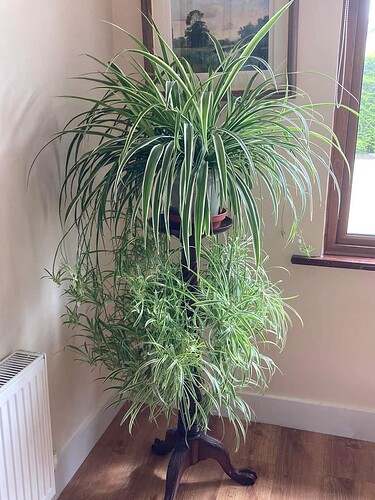 FB_IMG_1754435134770