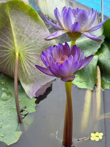 FB_IMG_1752489182193