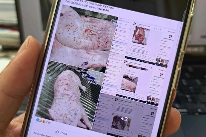 Vụ “tố” Công ty C.P. bán heo bệnh: Bộ Công an vào cuộc xác minh - 1