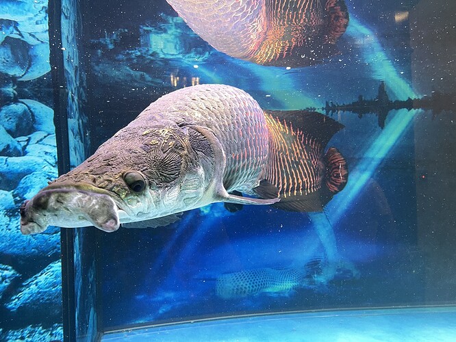 cahaituonglong1-1625288207582