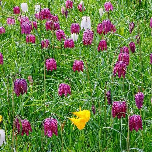 FB_IMG_1712163201610