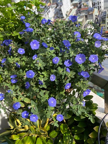 att.VwsiFQ34Q7N4mgxbNHRIYo6NsUqVotuvWFbrV96hK7k