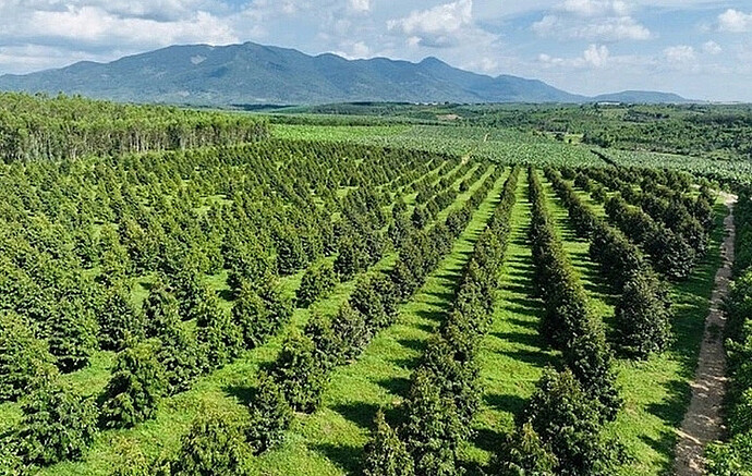 dautu.kinhtechungkhoan.vn-stores-news_dataimages-2024-082024-26-16-in_article-_sau-rie-compressed20240826160038