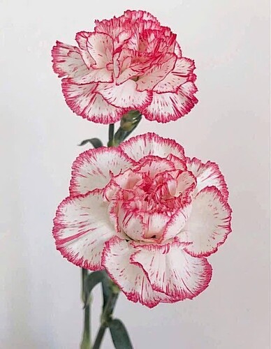 FB_IMG_1753019423934