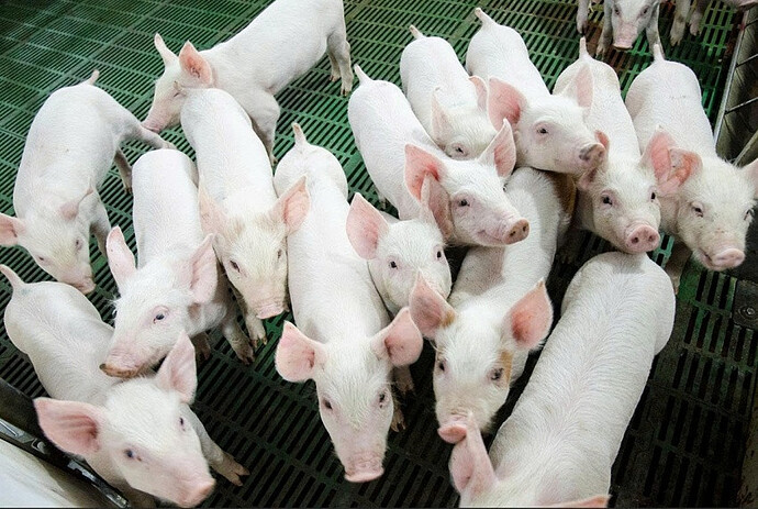 Nông nghiệp Hòa Phát chính thức nộp hồ sơ IPO, 'át chủ bài' tiếp theo của tỷ phú Trần Đình Long lộ diện Nông nghiệp Hòa Phát chính thức nộp hồ sơ IPO, 'át chủ bài' tiếp theo của tỷ phú Trần Đình Long lộ diện