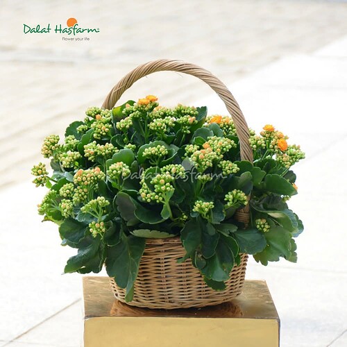 FB_IMG_1754489788670