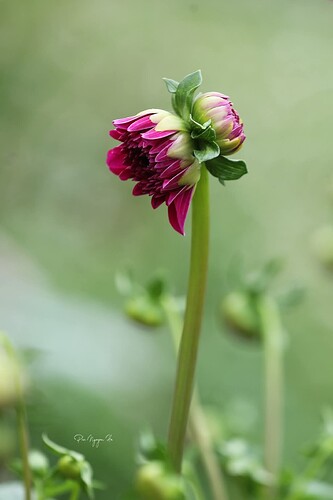 FB_IMG_1737960521318