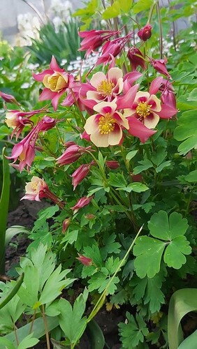 FB_IMG_1740025110036