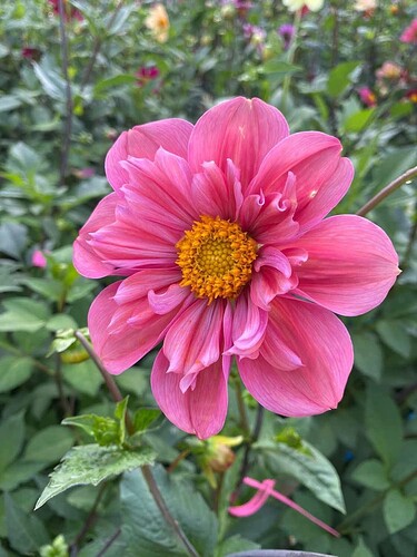 FB_IMG_1754908339587