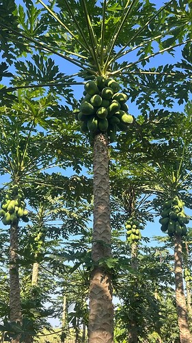 FB_IMG_1741571338410