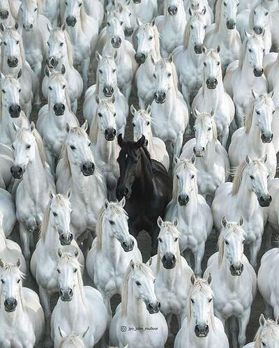 FB_IMG_1718542311829