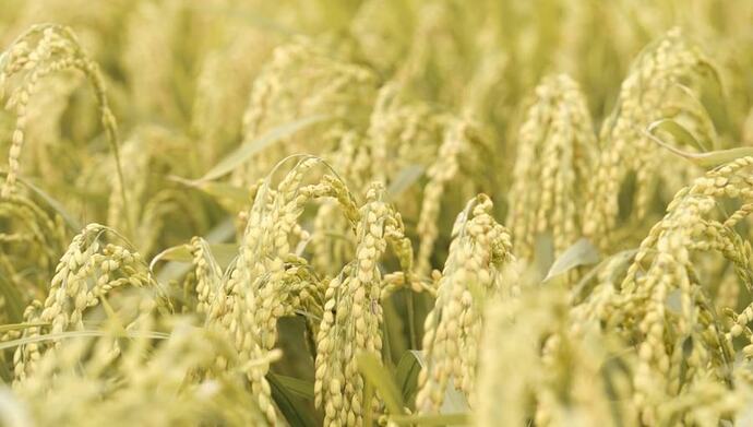 Bê bối gạo giả rúng động đất nước, đích thân Tổng thống chỉ đạo điều tra: 6 công ty gạo lớn bị nghi cầm đầu, trên 200 tấn gạo nhái bị thu giữ, người tiêu dùng chịu thiệt hơn 6 tỷ USD- Ảnh 1.