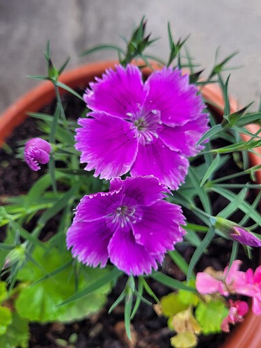 FB_IMG_1765768671161