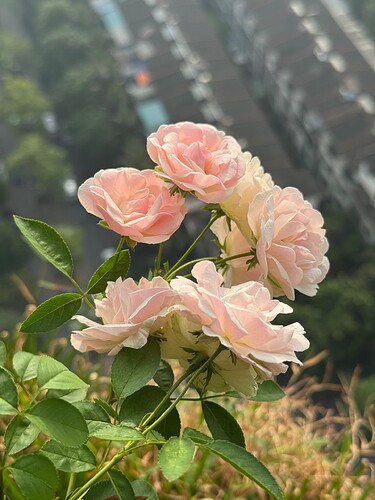 IMG_9377
