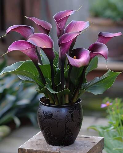 FB_IMG_1730867012132