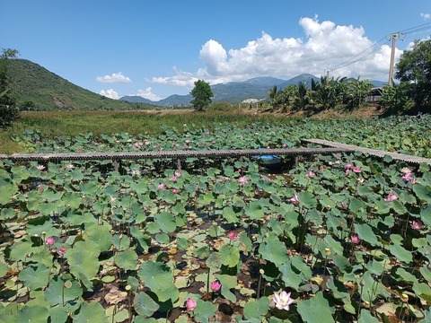 inbound8478035549669506323