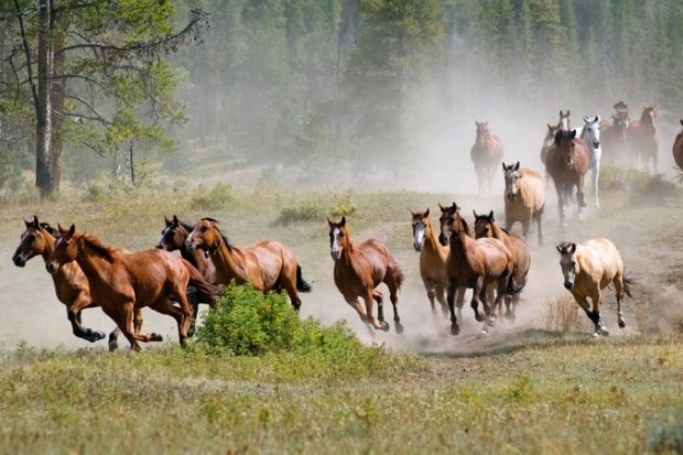 stampede