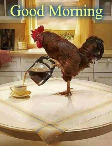 Anh-gà-trống-chào-ngày-mới-hài-hước