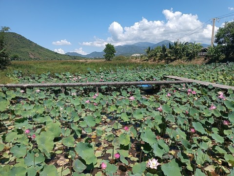 inbound1447434348587078175