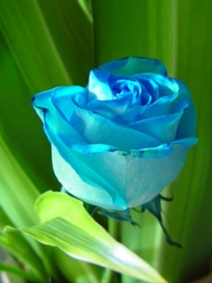 Phong_Canh_11