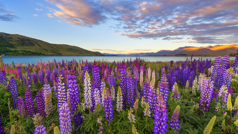 purple-flowers-field-lake-landscape-pole-tsvety-ozero-gory