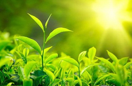 lang_nghe_mua_xuan_ve