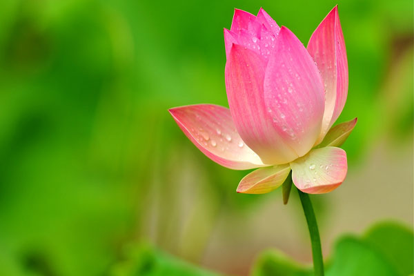 hình-ảnh-hoa-sen-đẹp