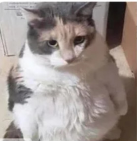 z3553340766841_69928e8d2c4d9c10ca44996a37e0e7df