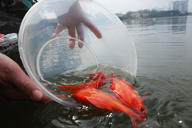 Tha-ca-chep-ngay-ong-Cong-ong-Tao-nhu-the-nao-cho-dung-tha-ca-chep-1642501563-510-width660height440