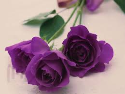 images (5)