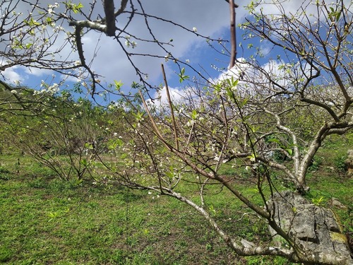 IMG_20221112_110244_1