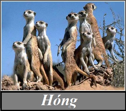 hinh-anh-hong-dang-facebook-■■■■-9