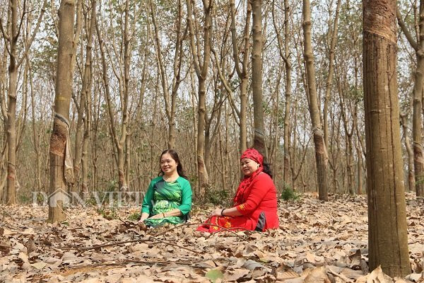 rung_cao_su_muong_bon_10_09322020022020