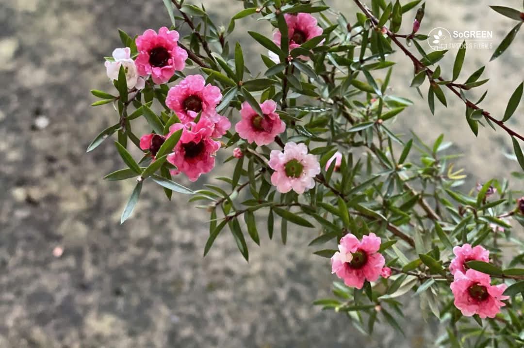 FB_IMG_1740553035317