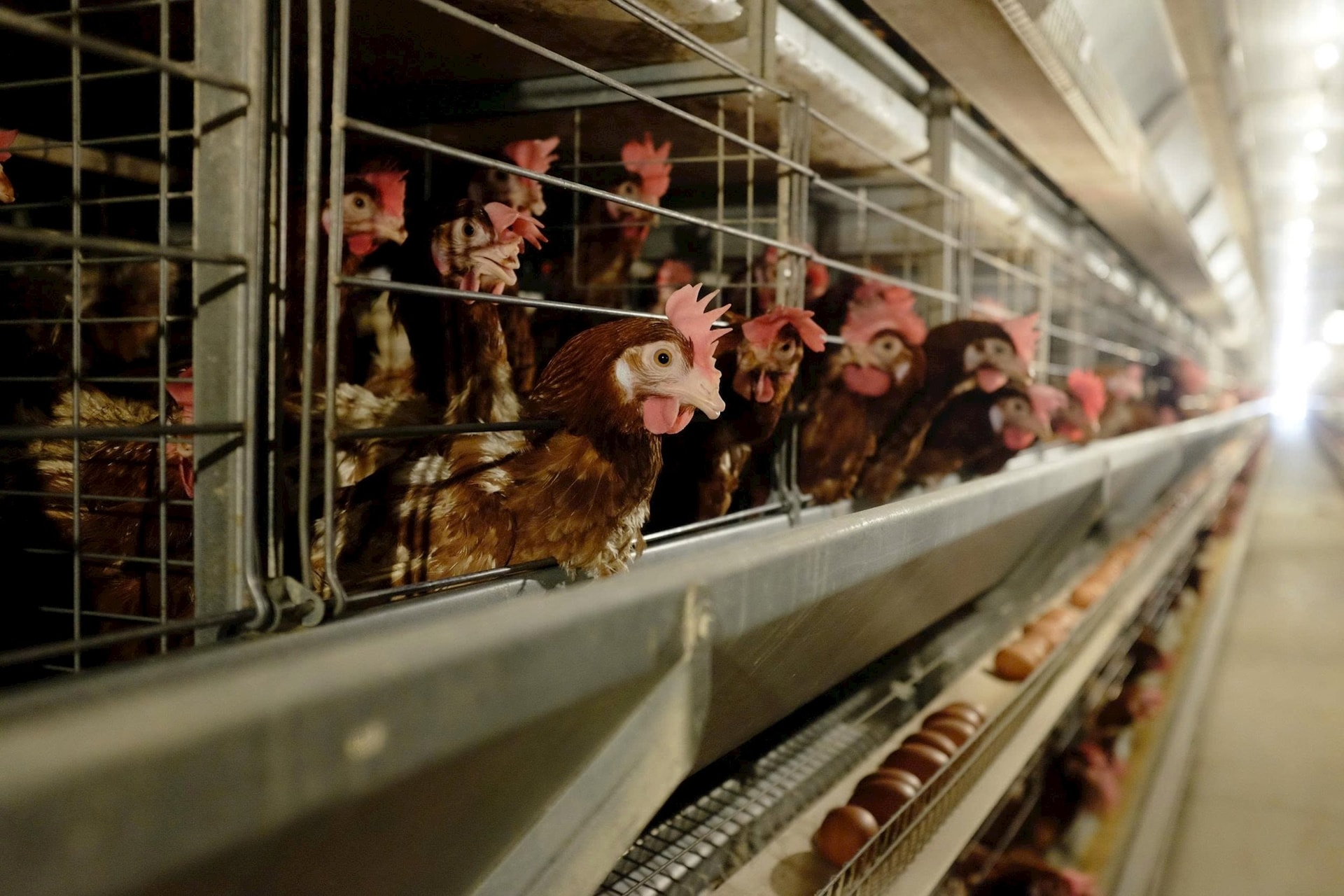 Giá trứng tăng đột biến sau những tháng thấp kỷ lục: Thị trường chao đảo, Hoà Phát vẫn đều đều 1 triệu quả/ngày, báo lãi tăng 135%- Ảnh 1.