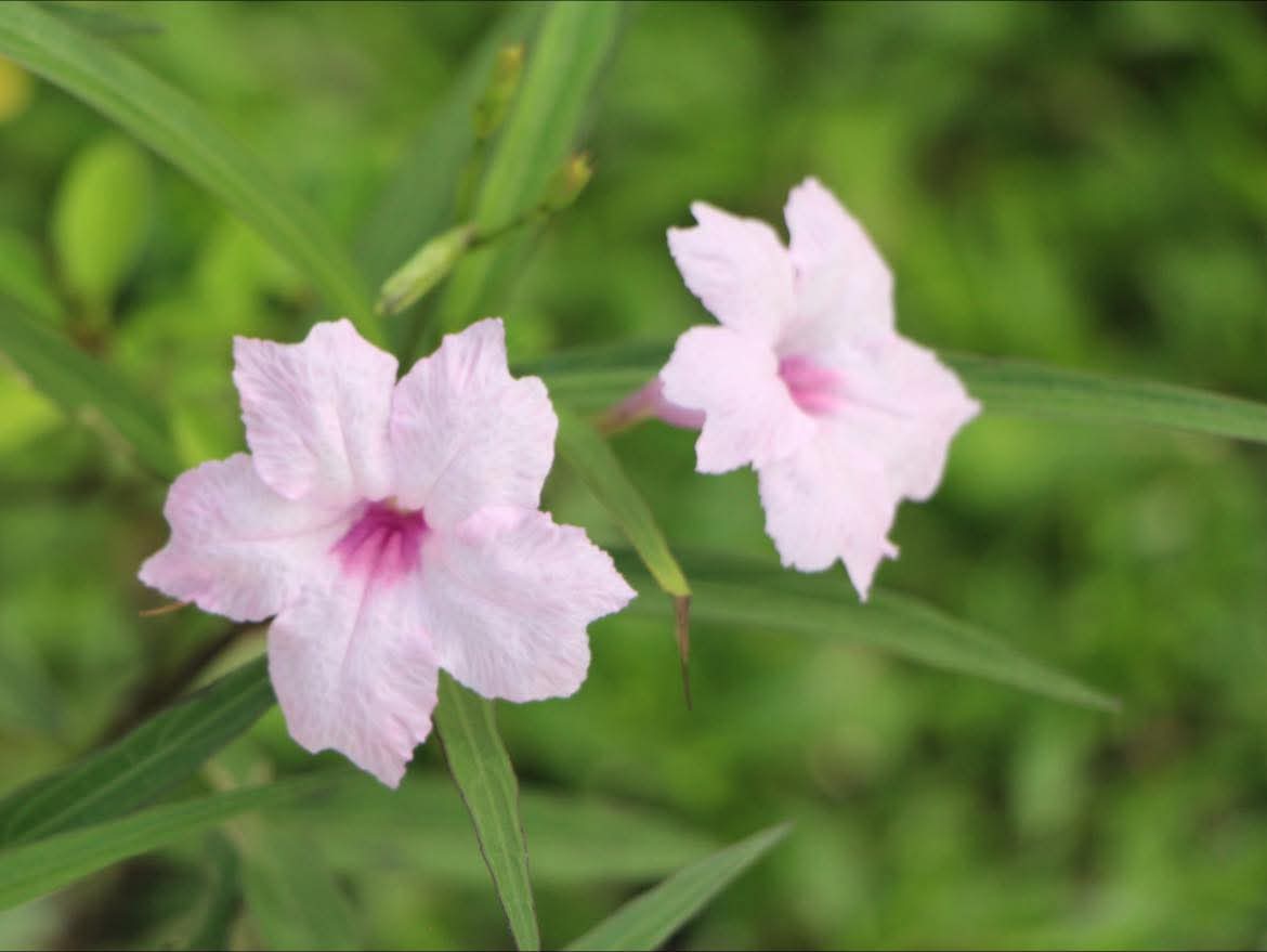 FB_IMG_1753629623356