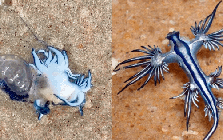 Xôn xao đoạn clip 20 giây ghi lại cảnh tượng lạ trên bờ biển: Xôn xao đoạn clip 20 giây ghi lại cảnh tượng lạ trên bờ biển: