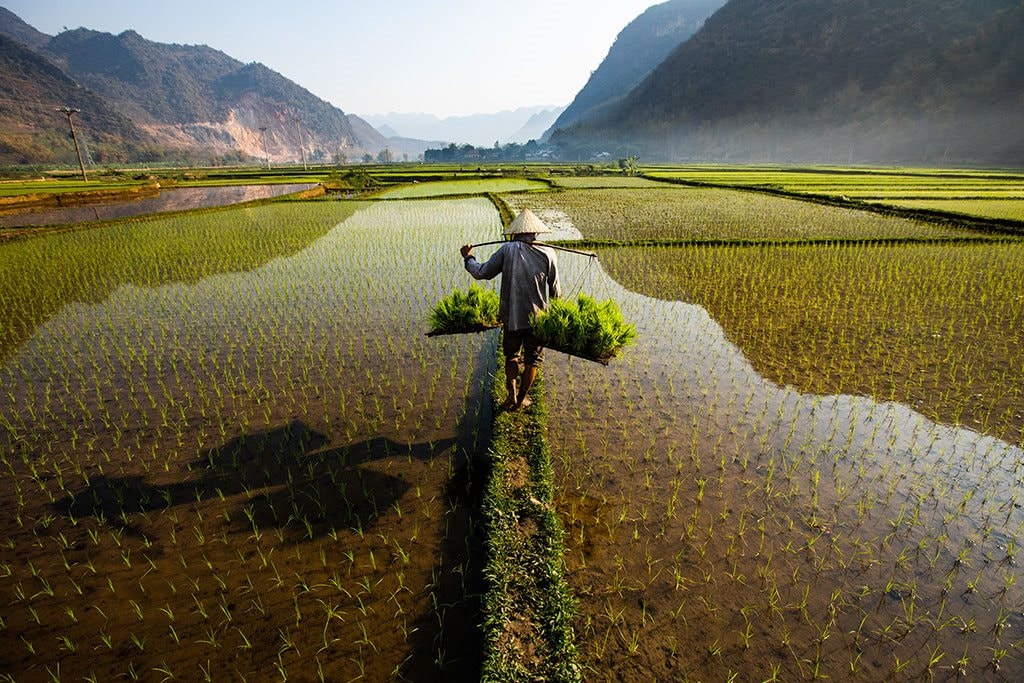 Việt Nam vượt Thái Lan, trở thành nhà xuất khẩu gạo lớn thứ 2 thế giới- Ảnh 1.