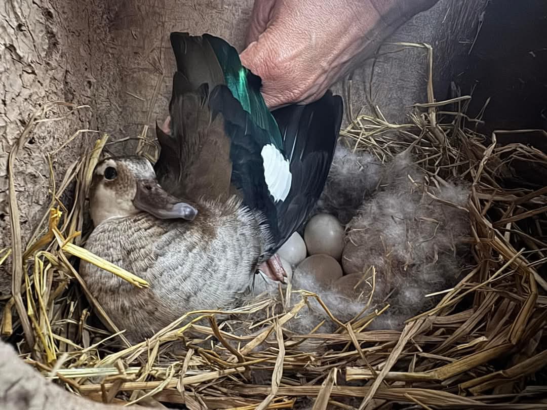 FB_IMG_1739765683963